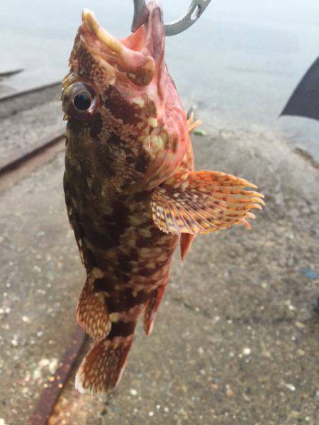 大雨のライトゲーム